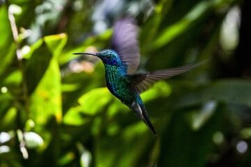 Los colibríes prosperan con un estilo de vida extremo. He aquí cómo lo hacen