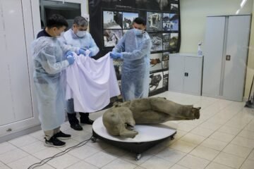 Hallado un cadáver de cría de mamut en un estado de conservación sin precedentes