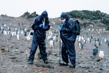 Dentro de las pingüineras invadidas por la peste en la Antártida