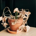 Las ‘apps’ más útiles para que no se te mueran las plantas: de recordarte el riego a medir la luz