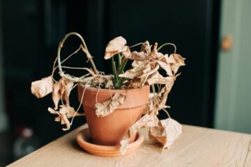 Las ‘apps’ más útiles para que no se te mueran las plantas: de recordarte el riego a medir la luz