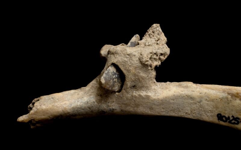Descubierta una flecha clavada en una costilla humana de hace más de 4.000 años en los Pirineos: “Entró por la espalda”