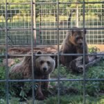 El retiro alemán de los dos osos más longevos en cautividad de España