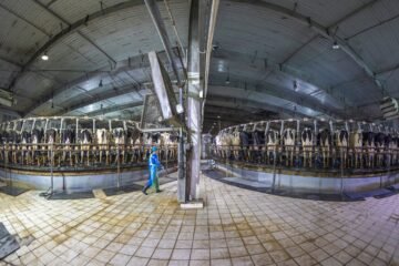 El planeta es nuestra granja: por cada animal salvaje hay 10 para consumo o domésticos