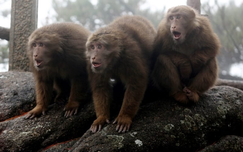 Monos al ritmo de Barry White: los macacos demuestran que pueden seguir el compás de la música