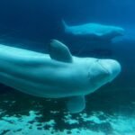 Las 30 belugas escapan de la eutanasia: el Gobierno canadiense abre la puerta a su envío desde Marineland a Estados Unidos