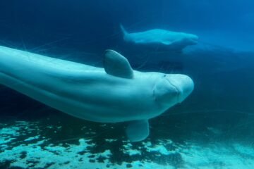 Las 30 belugas escapan de la eutanasia: el Gobierno canadiense abre la puerta a su envío desde Marineland a Estados Unidos