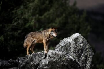 Bruselas abre expediente a España por no enviarle el informe sobre el estado del lobo y otras especies protegidas