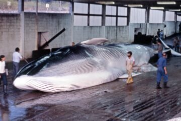 En busca de la historia ballenera en las costas cantábricas y atlánticas