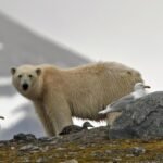 Estos osos polares han logrado prosperar en un mundo que se queda sin hielo