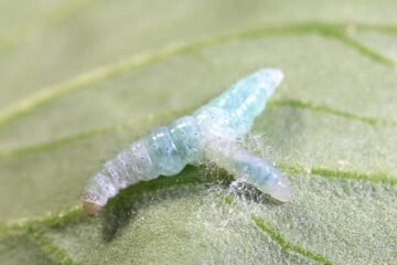 Esta avispa parasita a su hospedador castrándolo con un virus