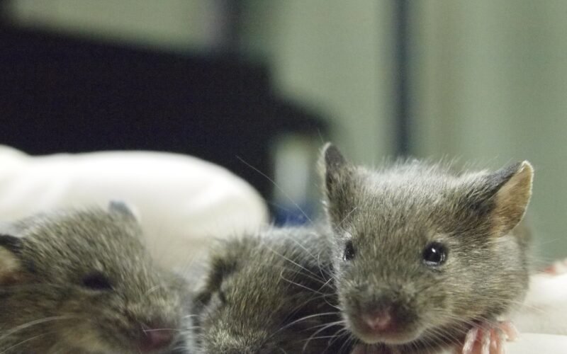 ¿Se puede clonar un ratón eternamente? Una investigación pone a prueba los límites de la ciencia