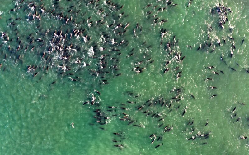 El miedo a las orcas provoca varamientos masivos de delfines en la Patagonia argentina