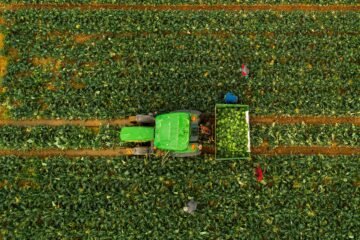 Sin etiquetas, control ni precaución: desregular los transgénicos en Europa comportaría graves riesgos