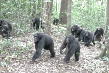 Guerra civil en el paraíso de los chimpancés: “Han diezmado al grupo rival”