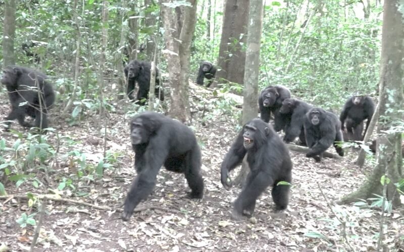 Guerra civil en el paraíso de los chimpancés: “Han diezmado al grupo rival”