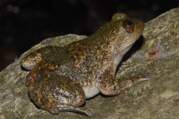 La española que pasó un año de expedición en una isla filipina y descubrió otro modo de reproducción de las ranas