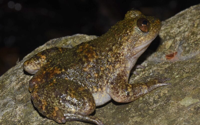 La española que pasó un año de expedición en una isla filipina y descubrió otro modo de reproducción de las ranas