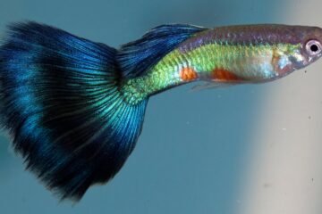 Por qué los raros son más atractivos: lo que los guppies nos enseñan sobre la evolución