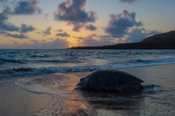 La odisea para sobrevivir de la tortuga que desova a 2.000 kilómetros de donde nació: “Hacen esto desde la época de los dinosaurios”