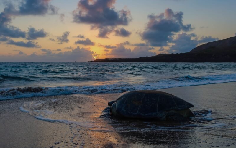 La odisea para sobrevivir de la tortuga que desova a 2.000 kilómetros de donde nació: “Hacen esto desde la época de los dinosaurios”