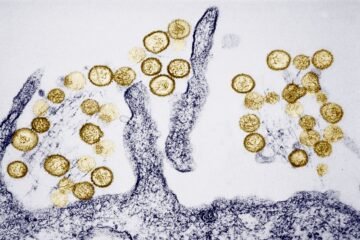 Un primer análisis genético del hantavirus del crucero confirma que es de la variante Andes y descarta mutaciones