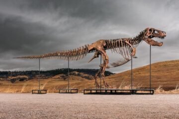 Sotheby’s subastará un ‘T. rex’ con un precio de salida de 20 millones de dólares