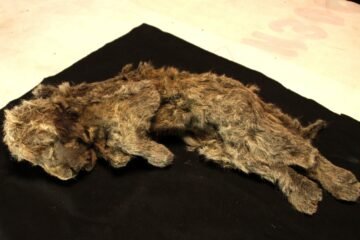 El león de las cavernas no era un león: el ADN revela una especie con casi dos millones de años de historia propia
