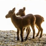 Nacen Riato y Sedello, las primeras cabras salvajes nacidas por fecundación in vitro que pueden salvar a otras especies en extinción