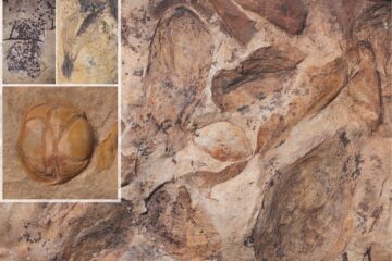 Una ‘Pompeya vegetal’ de hace 74 millones de años reescribe la historia de las plantas