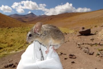 El ratón orejudo de los Andes, el mamífero con la clave para sobrevivir a más de 6.000 metros de altura