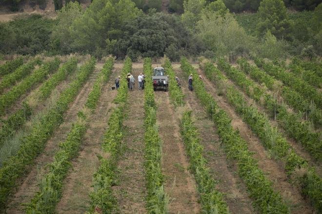 Las bodegas catalanas se enfrentan a la vendimia más temprana de su historia por el calor