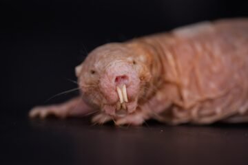 La ratopina reina con su olor: hallan la molécula con la que bloquea la fertilidad de otras hembras