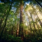 Los bosques templados que desaparecieron en el pasado durante milenios se esfuman ahora con el mismo patrón, pero en décadas