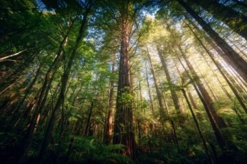Los bosques templados que desaparecieron en el pasado durante milenios se esfuman ahora con el mismo patrón, pero en décadas