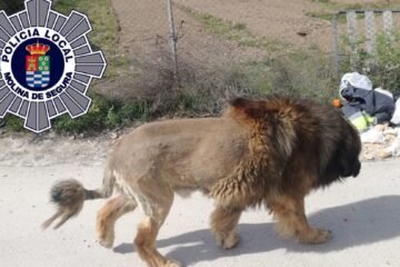“Hemos visto muchos docus de fauna africana”: cuando se avistan leones, cocodrilos y panteras que resultan ser perros, nutrias y gatos