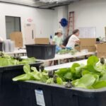 Primeros muertos en Estados Unidos por un brote de diarrea explosiva causado por lechugas contaminadas de Cyclospora