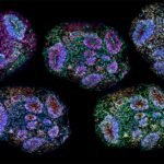 Revolución en neuromedicina al lograr minicerebros humanos que se mantienen vivos durante años