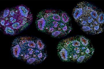 Revolución en neuromedicina al lograr minicerebros humanos que se mantienen vivos durante años