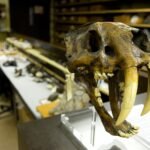 El solitario y doloroso final de los tigres dientes de sable