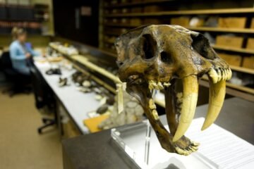 El solitario y doloroso final de los tigres dientes de sable
