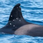 La orca ‘Toñi’, matriarca de las ‘gladis’, fue tiroteada desde un barco con bandera española en aguas portuguesas