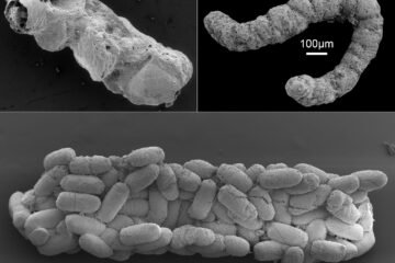 La revolución fecal del Cámbrico: cacas de hace millones de años revelan su importancia en la mayor explosión de vida de la Tierra