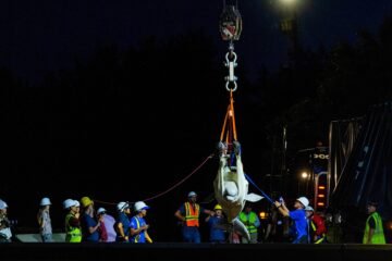 El Oceanogràfic de Valencia recibirá a dos de las 30 belugas que se salvaron de la eutanasia de Canadá